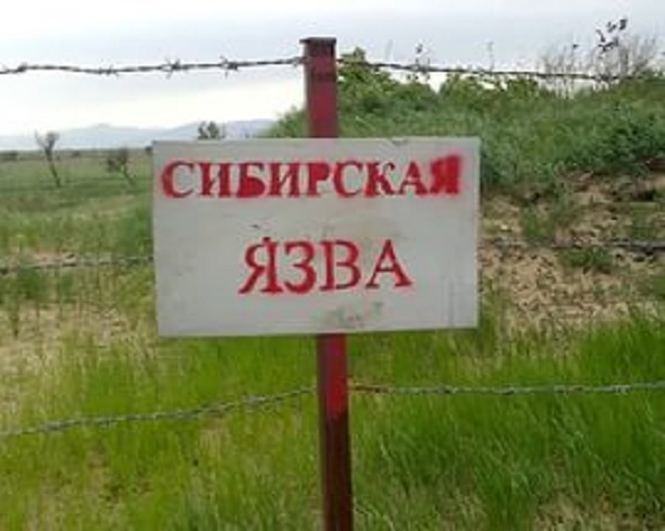 В Ямальском районе введен карантин из-за вспышки сибирской язвы