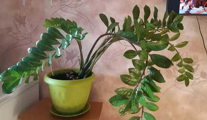 Продам 