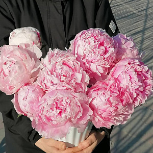 Аваланж