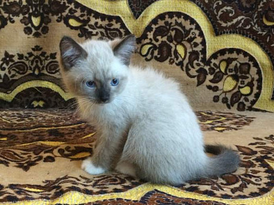 Отдам котят