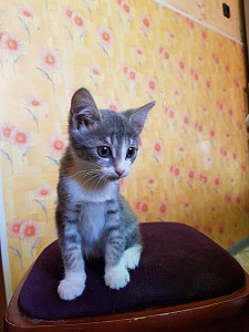 Отдам котят
