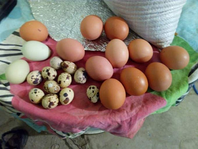 продам яйцо домашних  кур
