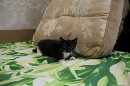 Отдам котят в добрые руки!!!