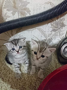 Продаются шотландские котятки 