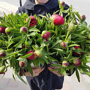 Аваланж