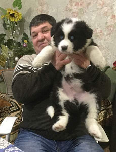 Щенки якутской лайки!!